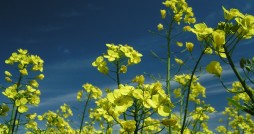 Canola