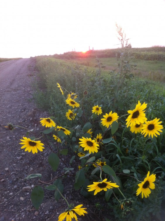 Sunflowers: Serendipity. By Heidi Marttila-Losure
