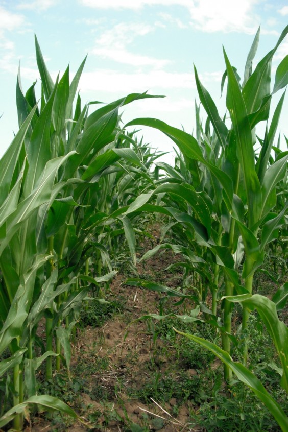 Organic corn at the Dickinson Research Extension Center. Photo courtesy Northern Plains Sustainable Agriculture Society