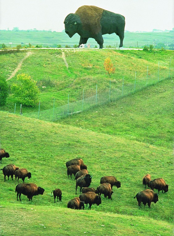 Buffalo herd at the Buffalo Museum in Jamestown. Photo by Dawn Charging/NDTourism.com