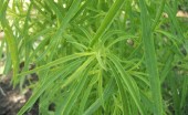 Kochia is one of the worst plants for developing herbicide resistance. Photo from Wikipedia.org Kochia is one of the worst plants for developing herbicide resistance. Photo from Wikipedia.org