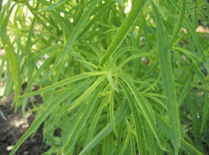 Kochia is one of the worst plants for developing herbicide resistance. Photo from Wikipedia.org