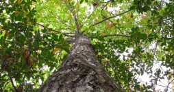 Photo via The Rural Blog: " (Photo by Breed: 50-foot tall American chestnut in Grassy Creek, N.C. shows no signs of blight)"