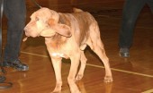 k9 k9