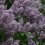 M13-042-purple_lilacs