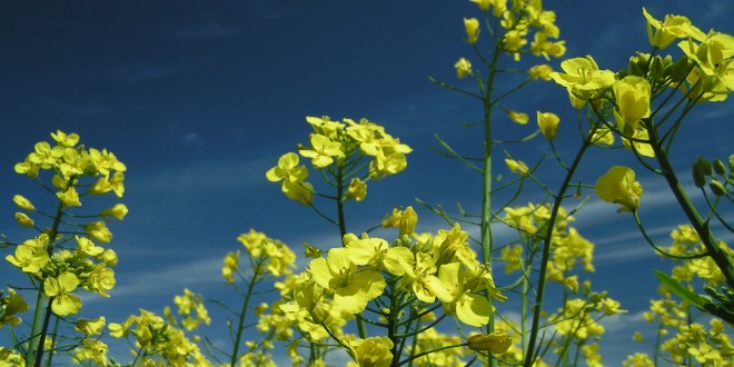 Canola is first genetically altered crop to go wild
