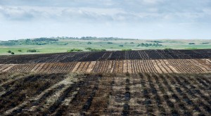 A grassland field in North Dakota that was burned and then seeded with soybeans.