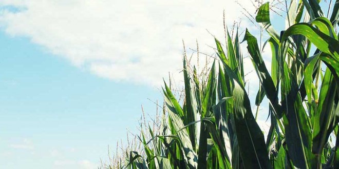 Corn Belt stretches to include Dakotafire counties
