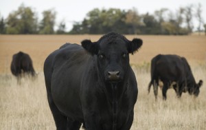 A Black Angus bull standing in the pasture while others feed in the background.
