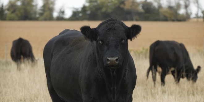 A Black Angus bull standing in the pasture while others feed in the background.