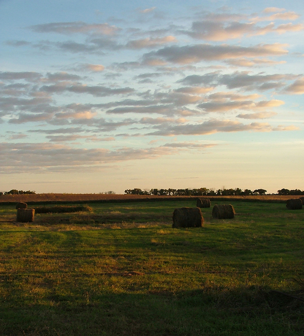 Hay has become a hot commodity