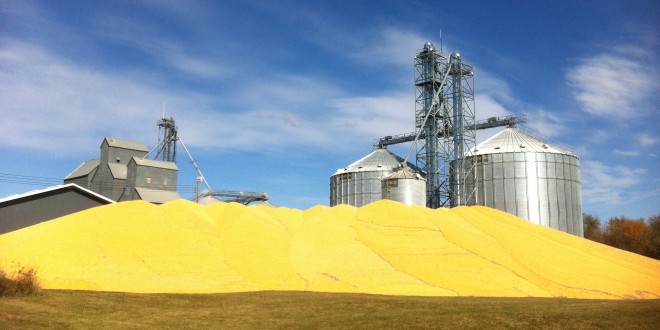 Corn was already piled up outside the Frederick Farmers Elevator on Oct. 6—well before corn harvest has even started in other years. A second pile has appeared next to the first one since this photo was taken. Photo by Heidi Marttila-Losure