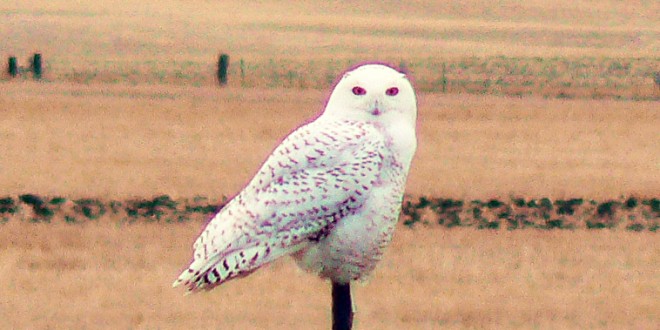 Snowy Owl 2-22-12. Photo by Bill Bossman