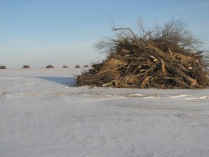 Trees removed from a windbreak in LaMoure County are piled up to dry. The wood will likely be burned later. Aging shelterbelts and windbreaks are being removed all over the eastern Dakotas. Photo by the LaMoure Chronicle