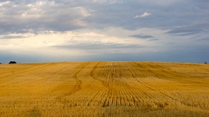 Field in South Dakota