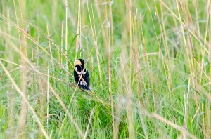 Bobolinks’ numbers are declining due to a loss of habitat. They generally nest in grasslands. Photo by Joshua D. Boldt