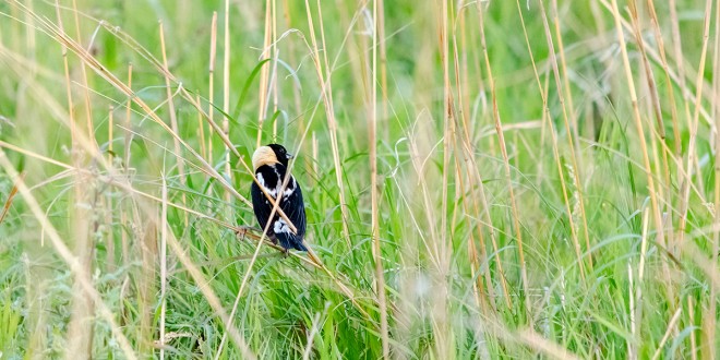 Bobolinks’ numbers are declining due to a loss of habitat. They generally nest in grasslands. Photo by Joshua D. Boldt