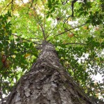 Photo via The Rural Blog: " (Photo by Breed: 50-foot tall American chestnut in Grassy Creek, N.C. shows no signs of blight)"