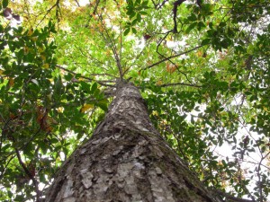 Photo via The Rural Blog: " (Photo by Breed: 50-foot tall American chestnut in Grassy Creek, N.C. shows no signs of blight)"