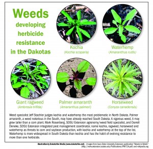 Weeds developing herbicide resistance in the Dakotas. Graphic by Dakotafire.net. Images from Iowa State University Extension publication “Weeds to Watch” (http://www.extension.iastate.edu/Publications/IPM72A.pdf) and wikipedia.org
