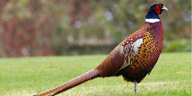 Pheasant numbers and revenue fall in Day County