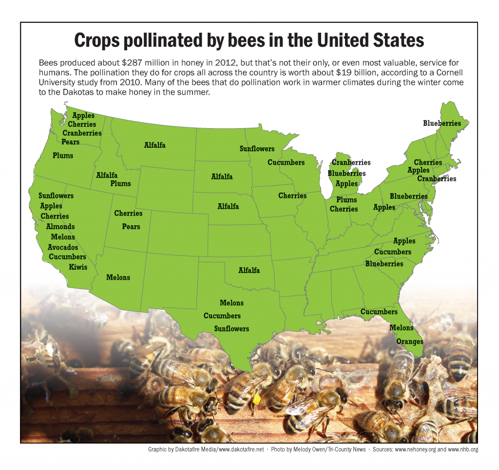 INFOGRAPHIC Crops pollinated by bees in the United States Dakotafire