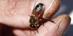 A Varroa mite (indicated with red circle) can be seen under the wing of this bee from Miller Honey Farms in Gackle, N.D. Beekeepers say the mites cause many problems for them. Researchers from the University of Minnesota say that poor nutrition resulting from habitat loss may be making the mite situation worse. Photo by Lindsay Anderson/Tri-County News