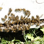 Bees in a hive at Miller Honey Farm in Gackle, N.D. Photo by Melody Owen/Tri-County News