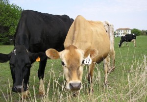 Cows at Picket Fence Creamery. Image from www.picketfencecreamery.net.