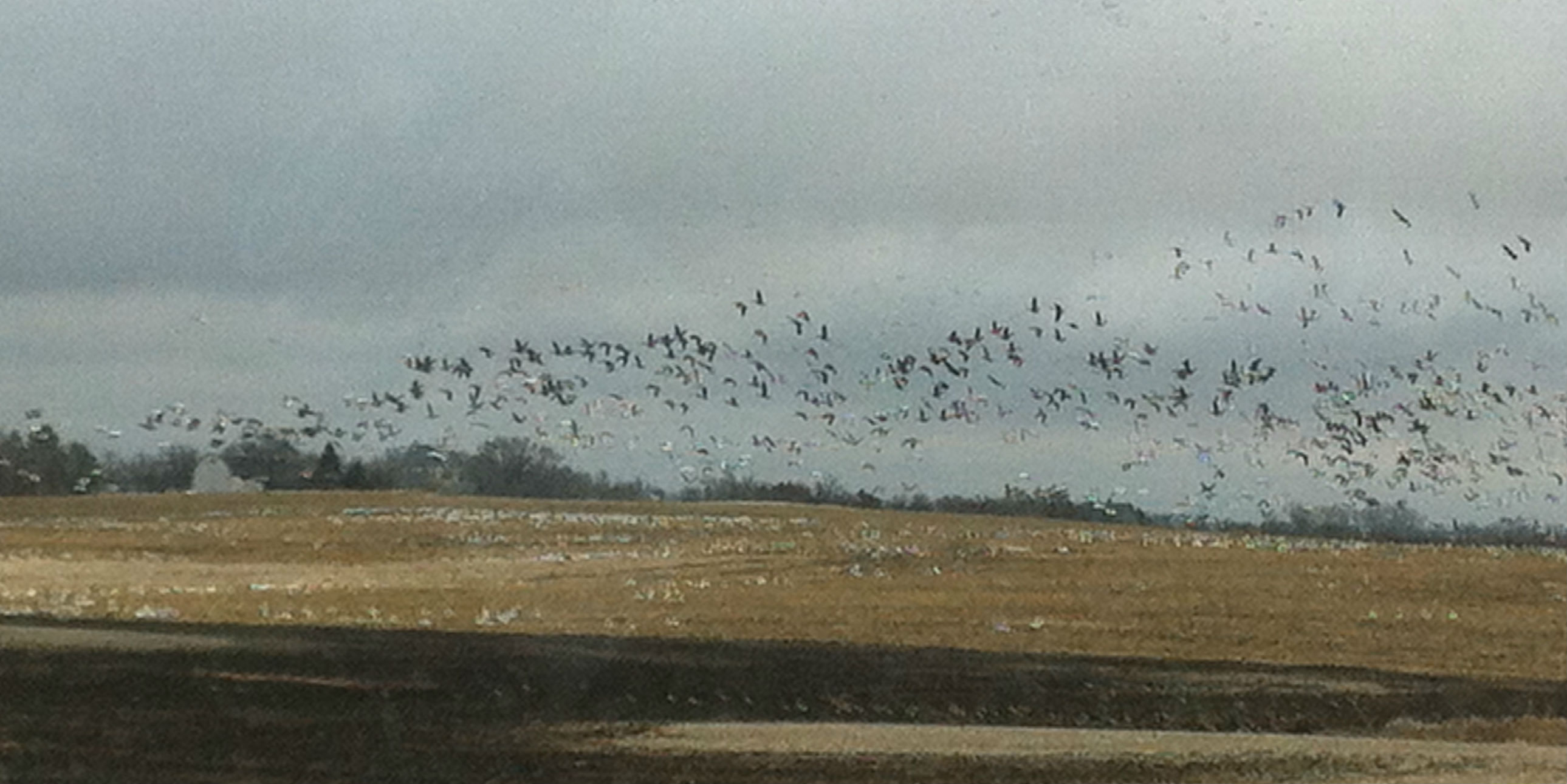 LaMoure and Dickey County residents invited to join in on the “Birding Bonanza”