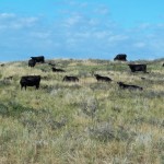 Cows at Rock Hills Ranch. Photo courtesy Rock Hills Ranch