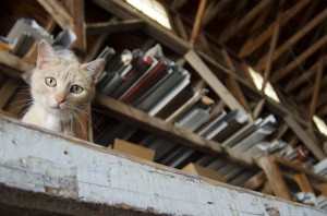 One of the lumberyard cats. At Langford Lumber Company. Photo by Troy McQuillen